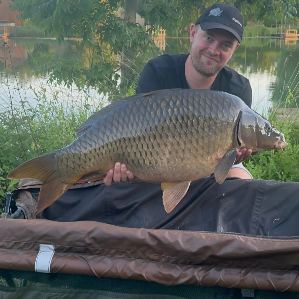 Gros spécimen de carpe commune aux écailles grises présenté au bord d'un plan d'eau