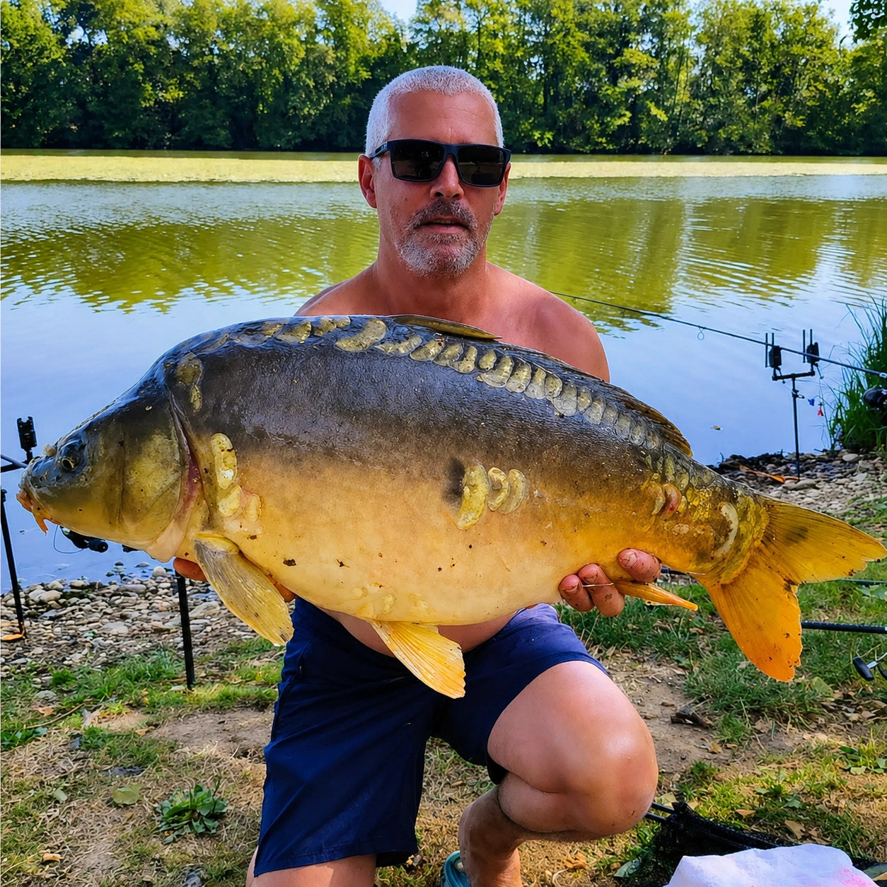 Grosse carpe miroir capturée sur l'étang du Domaine de la Dombes