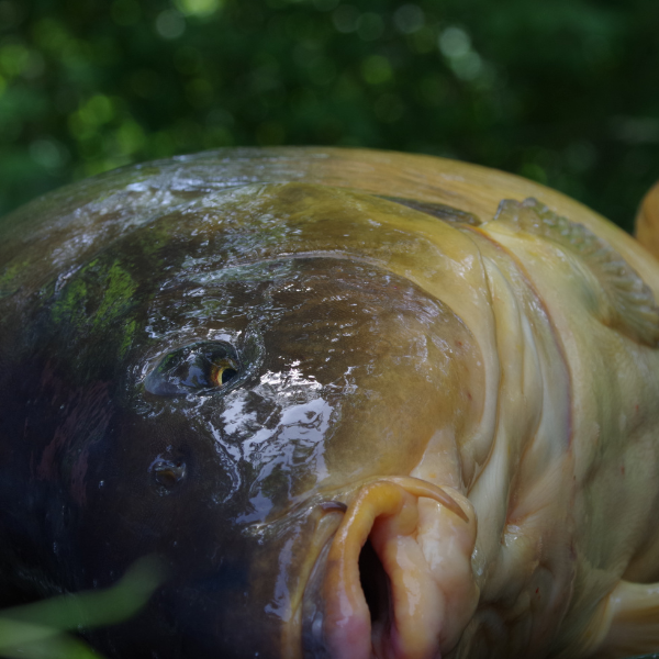 grosse carpe sur un tapis de réception
