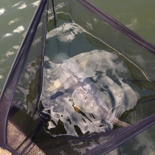 Carpe miroir dans un sac de pesée flottant à la surface d'un plan d'eau