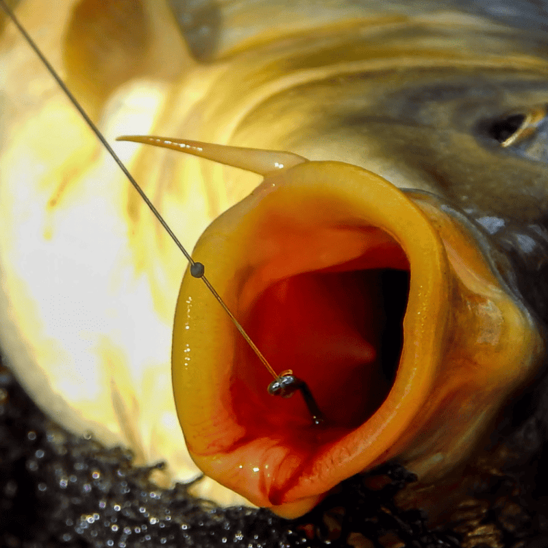 hamecon carpe micro ardillon