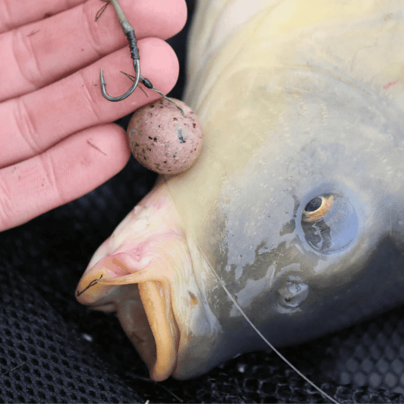 hamecon carpe taille