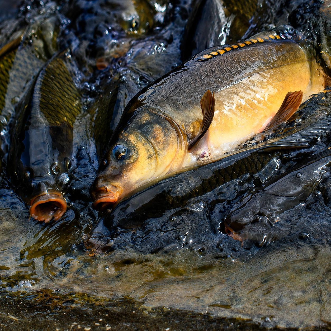 Carpes communes en surface dans une eau peu profonde, le cyprinidé tel qu'il existe depuis des millénaires