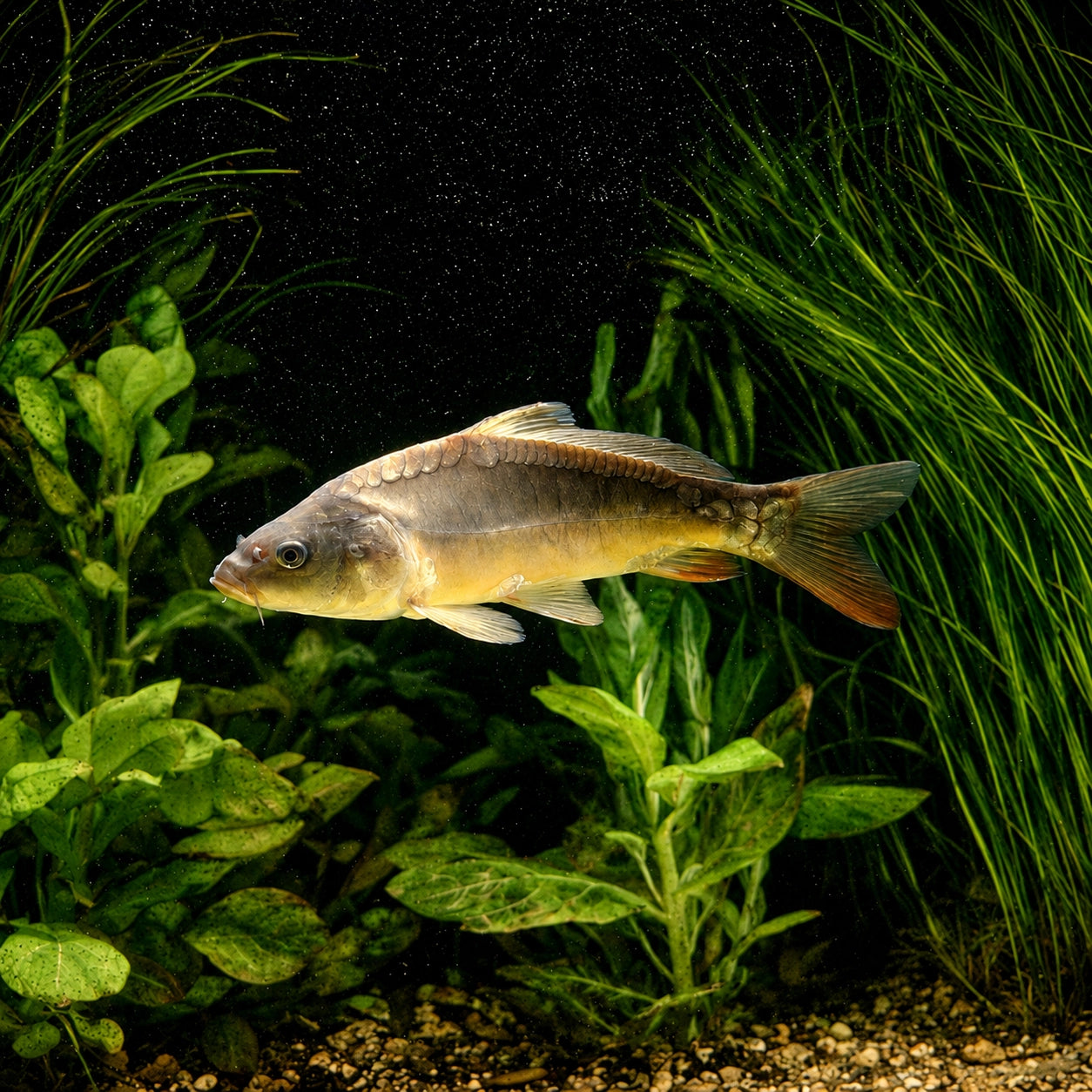 Jeune carpe miroir nageant parmi la végétation aquatique en début de croissance