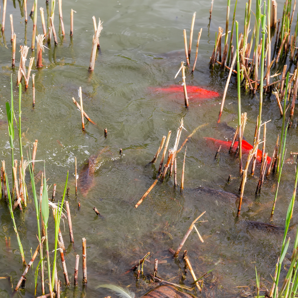 Carpes koï en frai parmi les roseaux d'une frayère naturelle en bassin