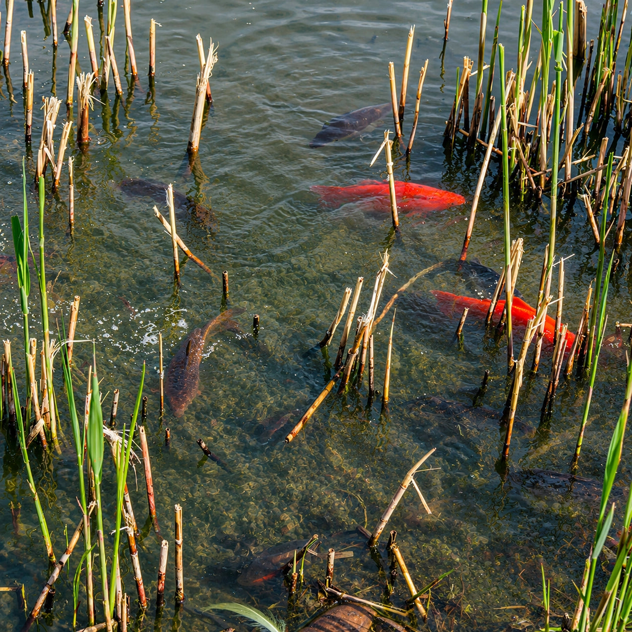 Carpes koï en frai parmi les roseaux d'une frayère naturelle en bassin