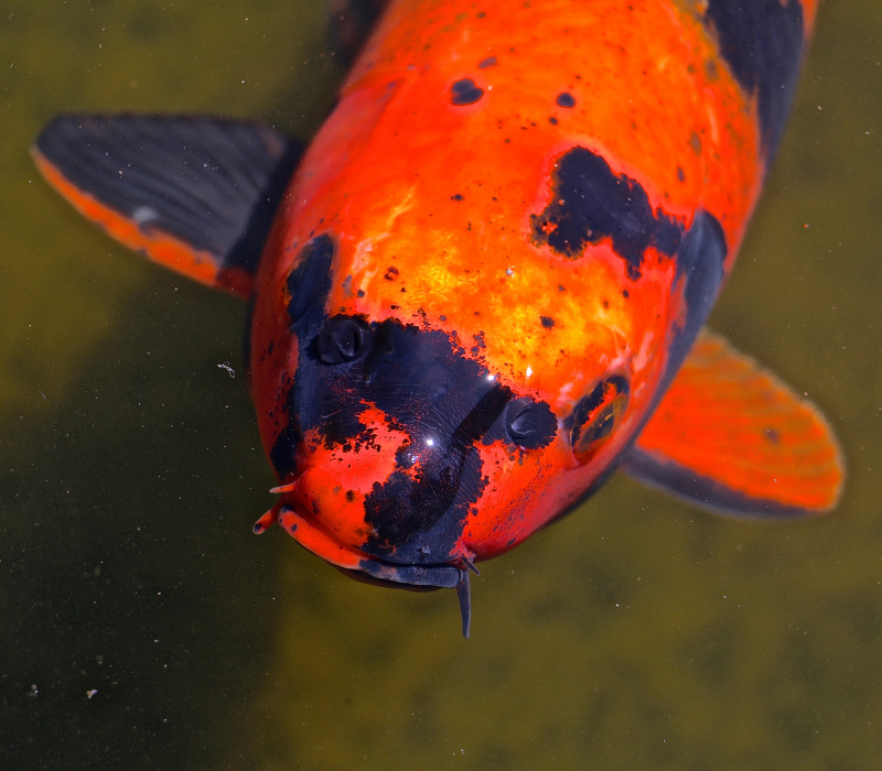 La carpe koï, poisson d'ornement devenu trophée de pêche