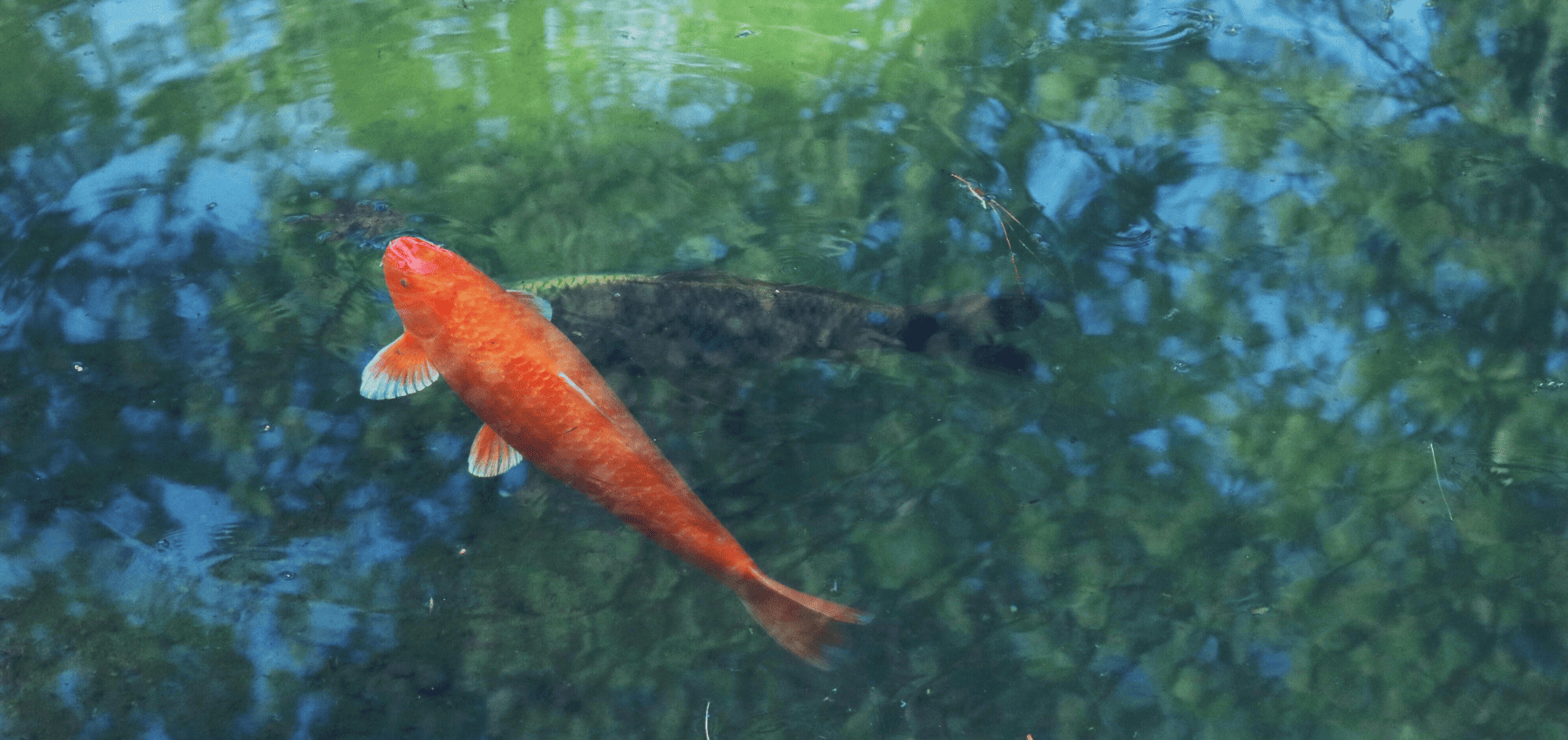la carpe koi