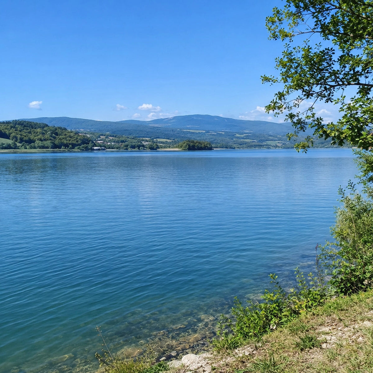 Rive boisée d'un lac audois ouvert à la pêche de la carpe en journée