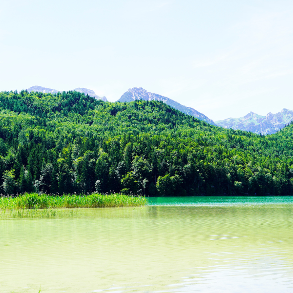 Lac d'eau douce avec végétation aquatique, milieu naturel où la carpe adapte son régime alimentaire