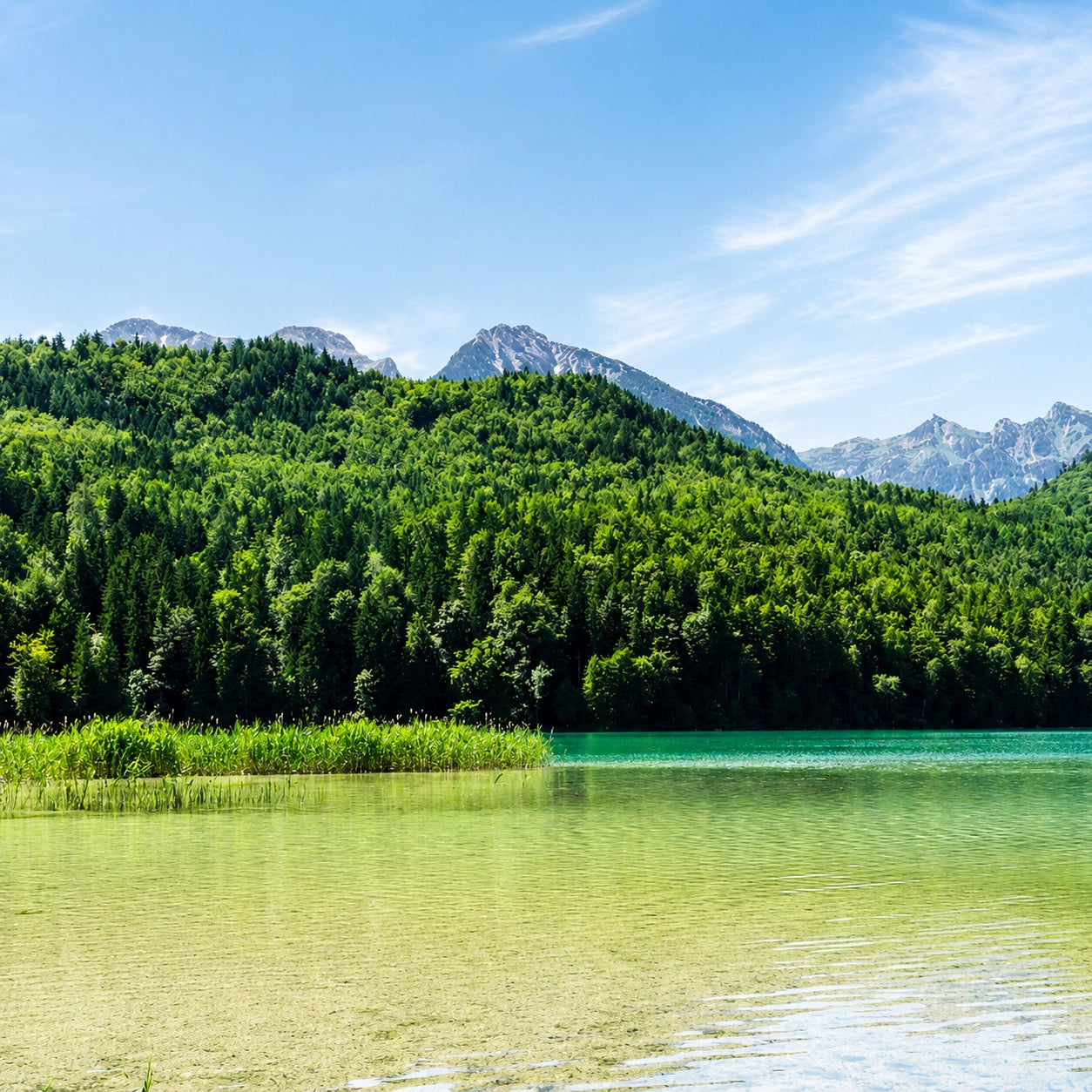 Lac d'eau douce avec végétation aquatique, milieu naturel où la carpe adapte son régime alimentaire