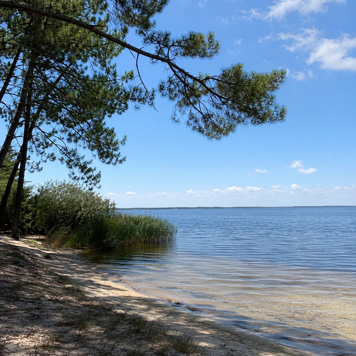 Rive sableuse d'un grand lac médocain bordée de pins et de roseaux