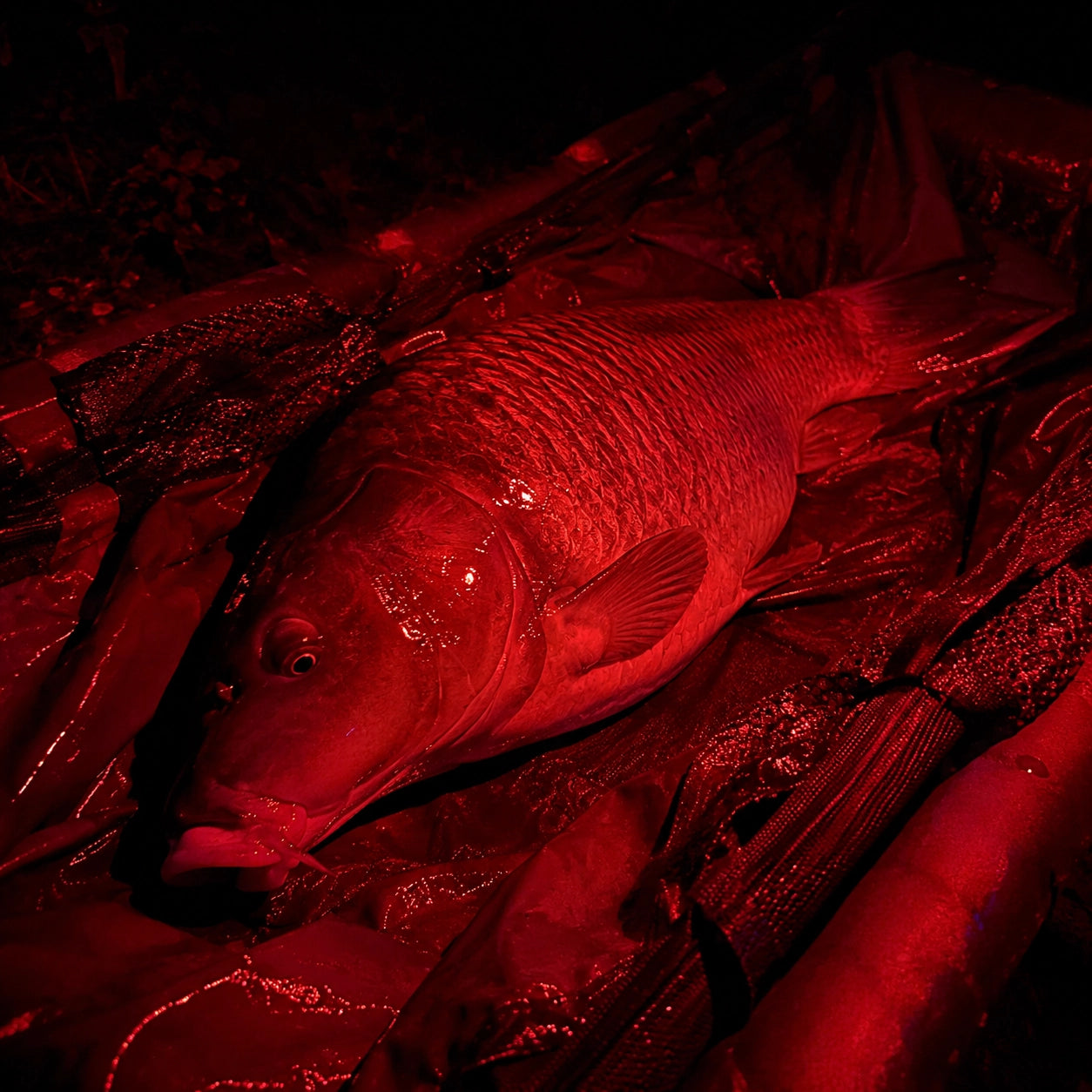 Carpe au tapis sous lumière rouge, plus discrète au moment du décrochage