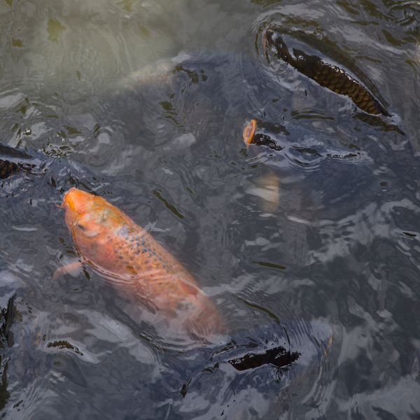 Carpe koï et carpe commune côte à côte, différences de couleurs et d'écaillure