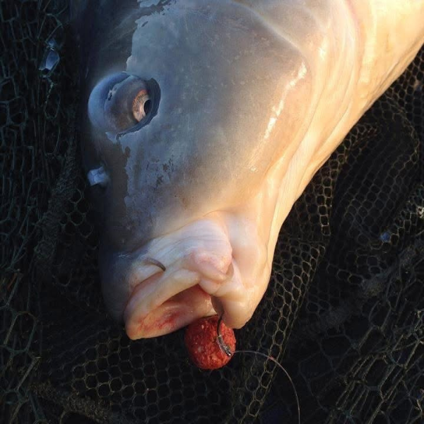 les noeuds de pêche à la carpe