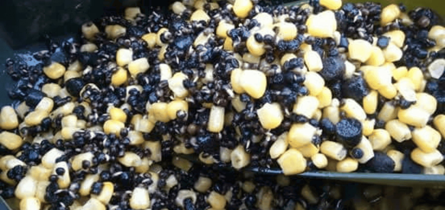 mix graine pellet