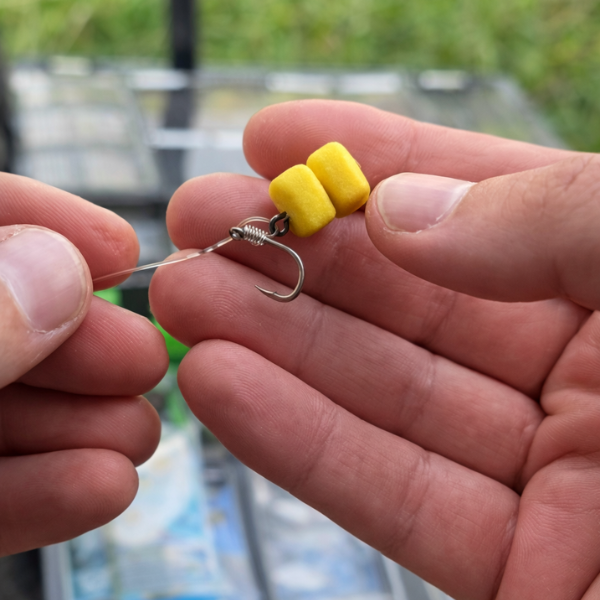 montage d-rig pour la pêche de la carpe