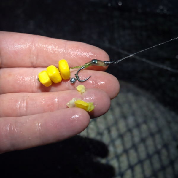 montage spinner-rig pour la pêche de la carpe