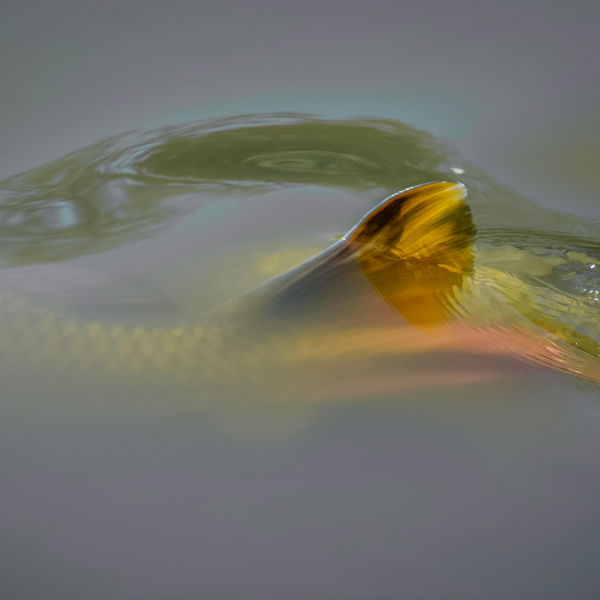 Nageoire dorsale dorée d'une carpe affleurant la surface, signe visuel de présence du poisson utilisé pour la lecture du plan d'eau