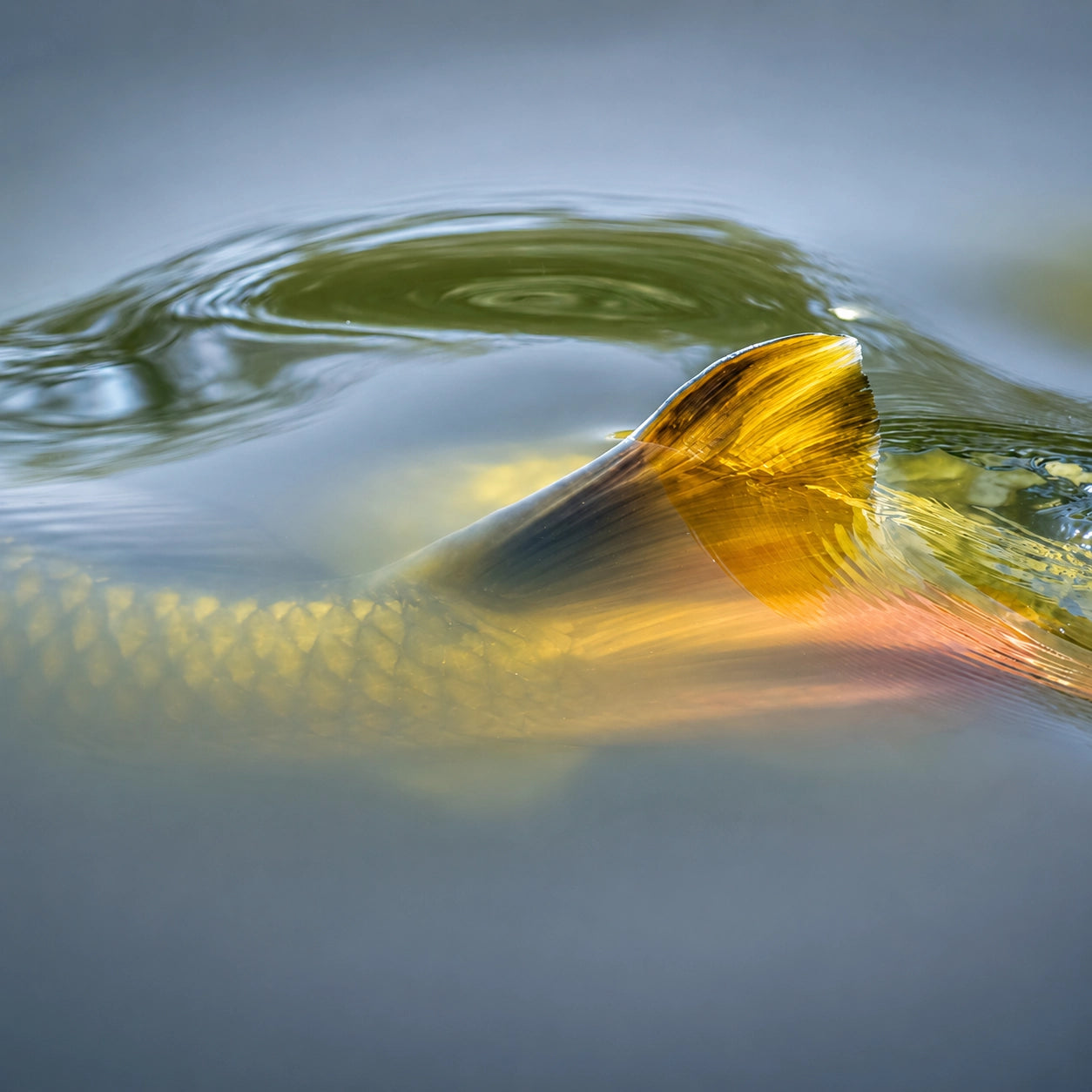 Nageoire dorsale dorée d'une carpe affleurant la surface, signe visuel de présence du poisson utilisé pour la lecture du plan d'eau