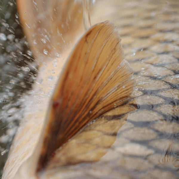 Détail macro d'une nageoire pectorale de carpe avec gouttes d'eau, illustrant son anatomie sensorielle