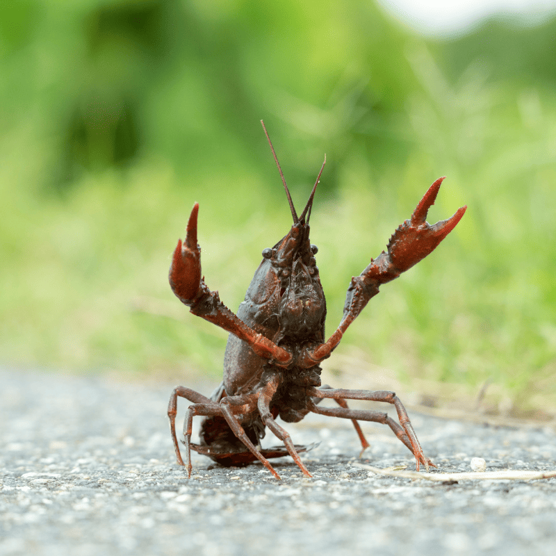 nourriture naturelle de la carpe