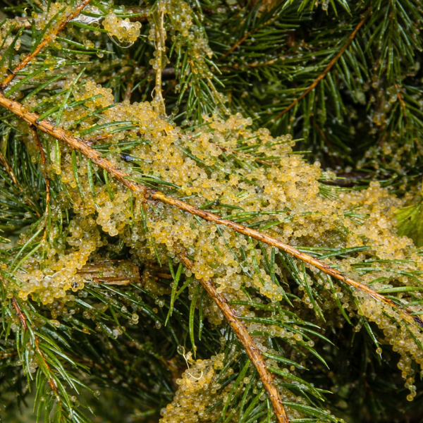 Œufs de carpe translucides collés sur la végétation aquatique après la ponte