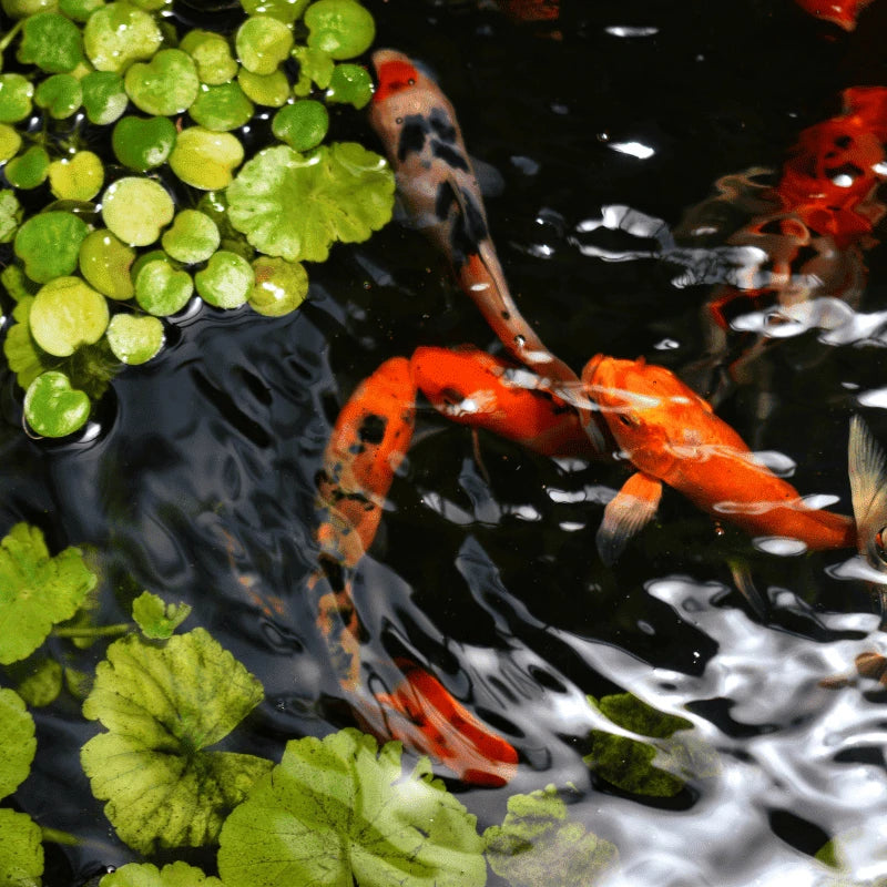 Carpes koï parmi végétation aquatique, évocation des premiers kohaku sélectionnés à Niigata