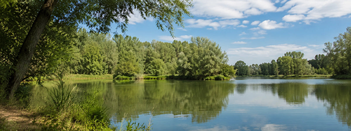 Rive boisée d'un plan d'eau de la vallée de la Seine dans l'Aube