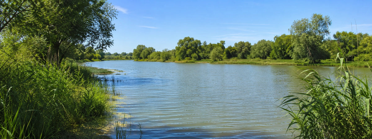 Fleuve calme bordé de roseaux et d'arbres en Charente-Maritime, terrain de pêche à la carpe