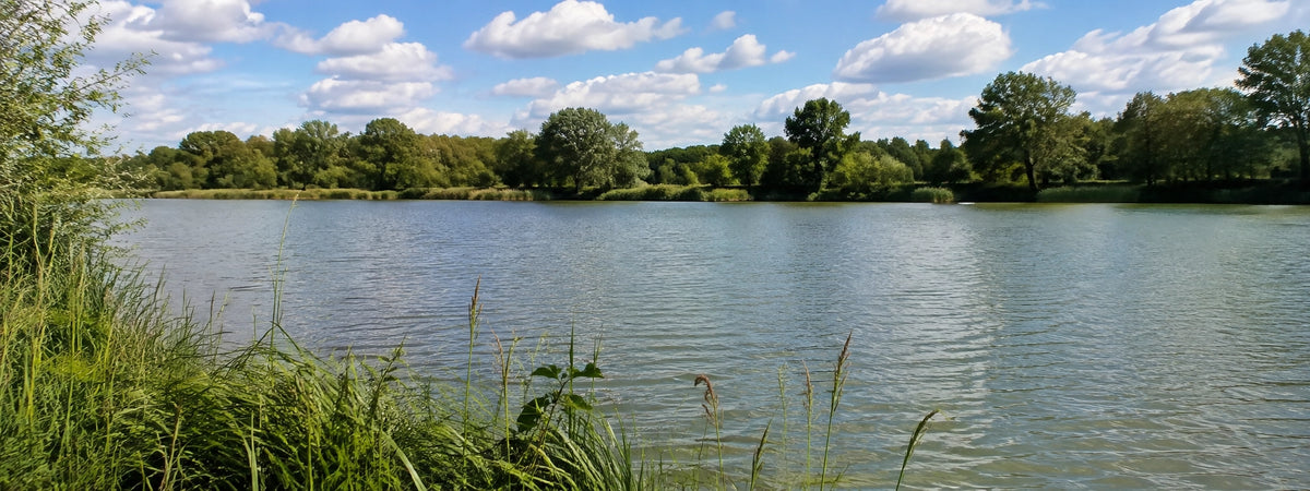 Plan d'eau bordé de roseaux dans le Cher, terrain de pêche à la carpe