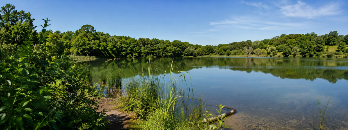 Plan d'eau bordé de roseaux et de bois en Côte-d'Or, terrain de pêche à la carpe