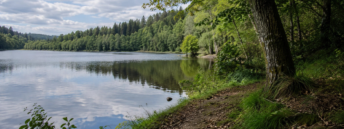 Lac forestier de Creuse bordé d'un sentier de berge, terrain de pêche à la carpe
