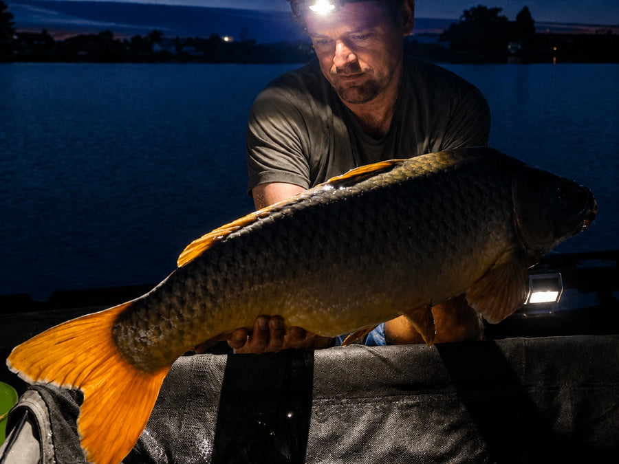 Carpe prise avec les appâts Magnifixcarp