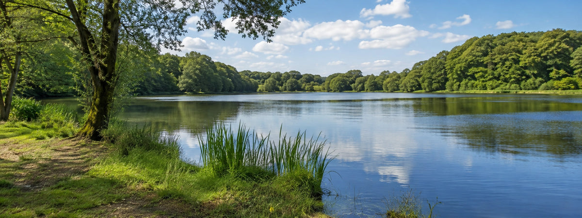 Plan d'eau breton bordé de bois et de roselières dans le Finistère