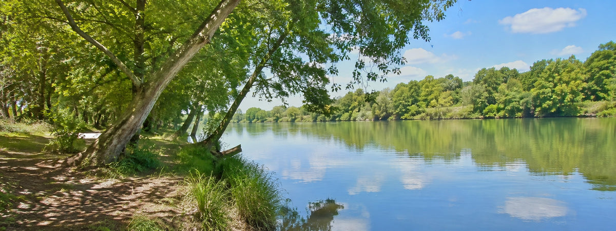 Rivière girondine bordée d'arbres penchés et de berges ombragées
