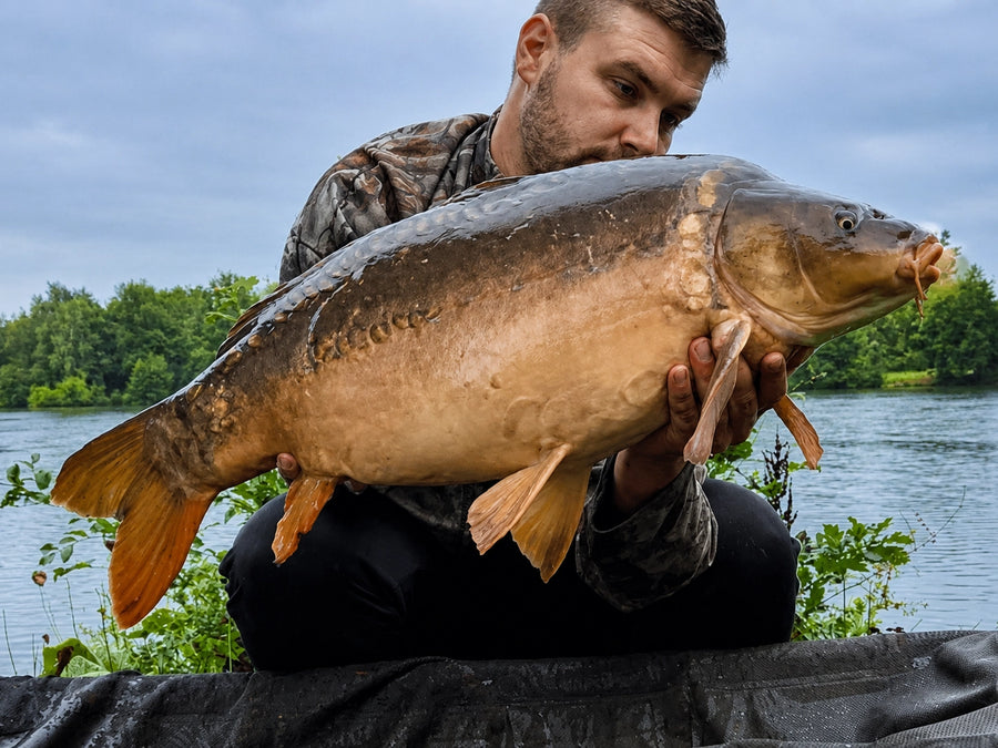 Carpe prise avec les appâts Magnifixcarp