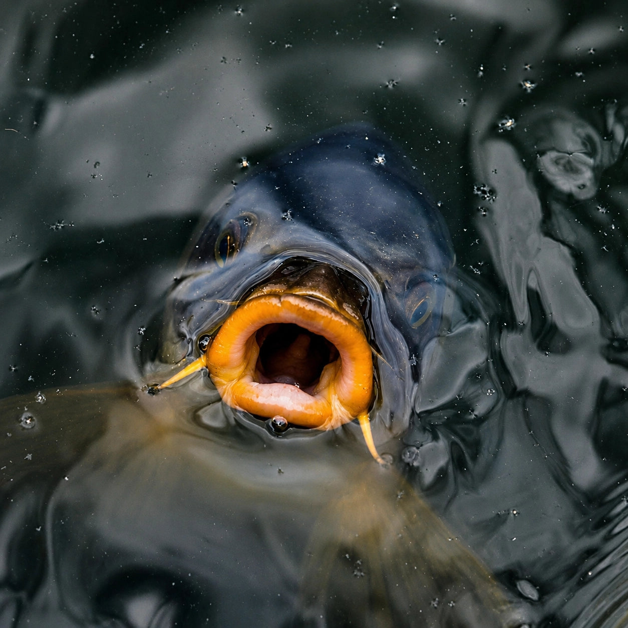 Carpe gobant un appât flottant en surface, technique de pêche au pain et aux esches flottantes en été