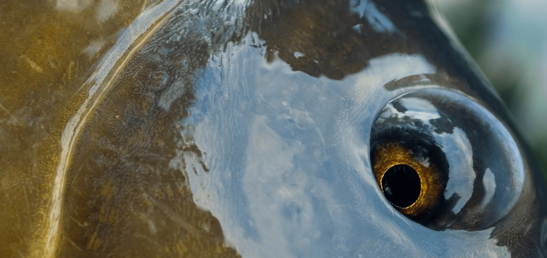 comment pêcher la carpe