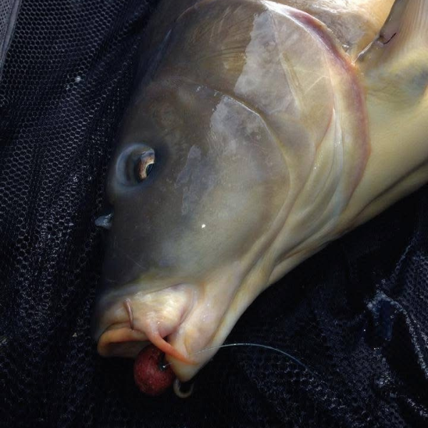 pêche à la carpe de nuit