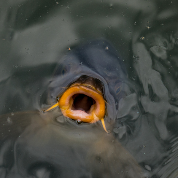 pêche carpe surface