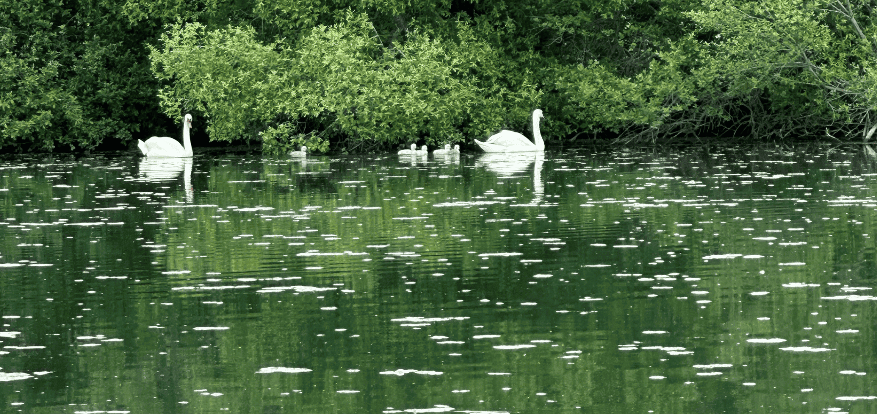 peche en graviere