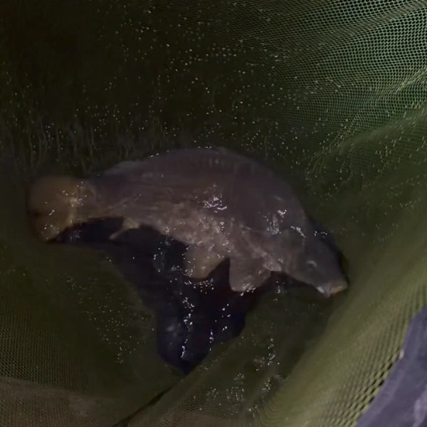 Carpe miroir capturée avec un set-up minimaliste au repos dans l'épuisette de nuit