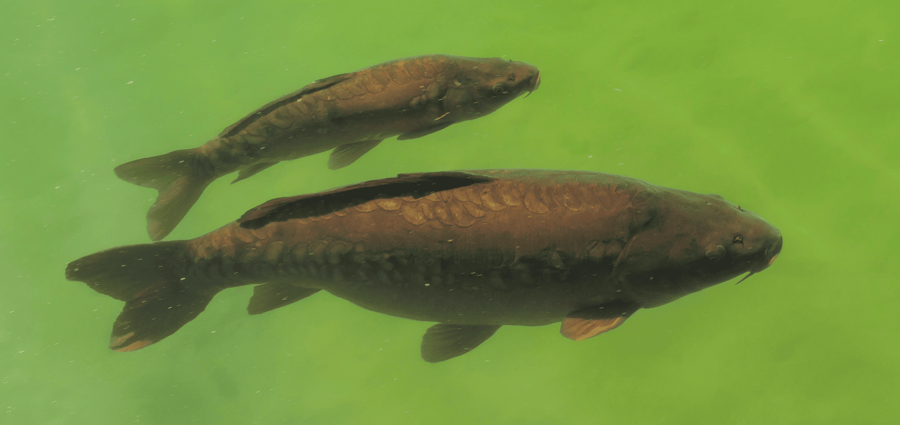 periode de fraie carpe