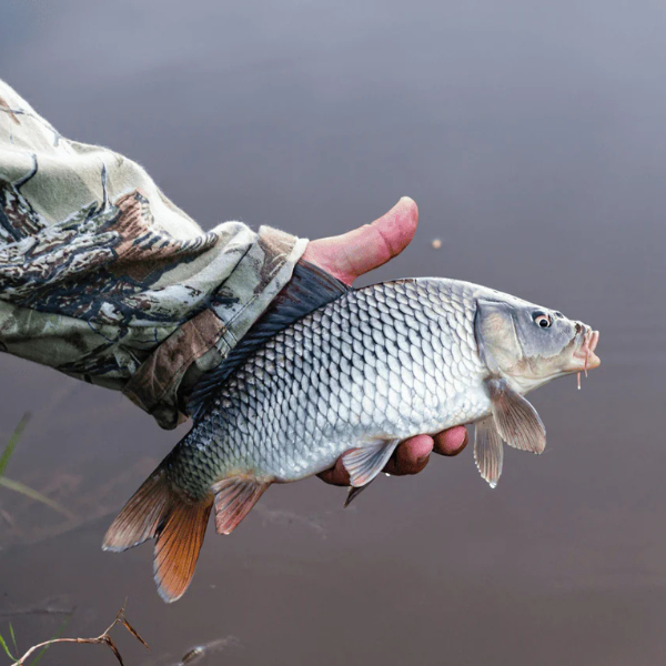 Petite carpe commune tenue délicatement à la main avant remise à l'eau