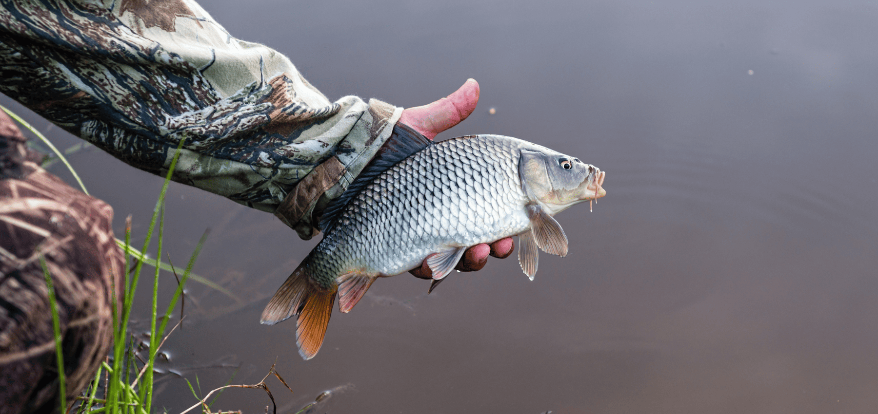 petite carpe commune