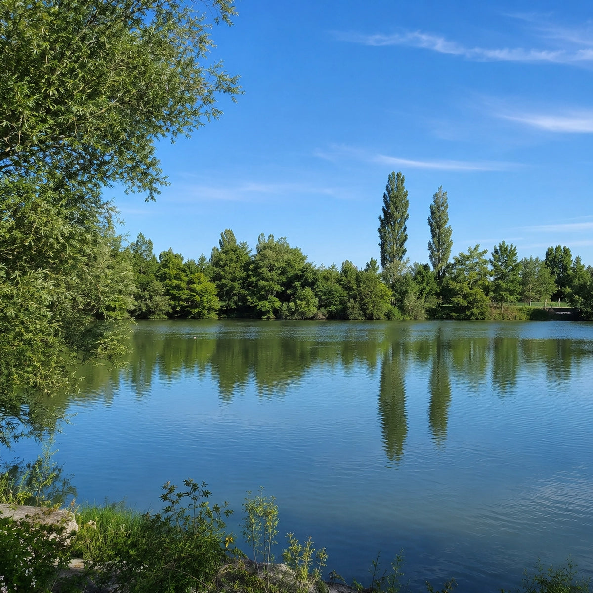 Plan d'eau boisé des Bouches-du-Rhône, spot carpe géré près de la Durance