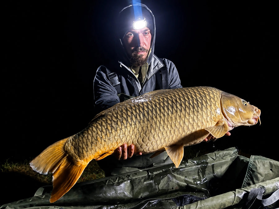 Carpe prise avec les appâts Magnifixcarp