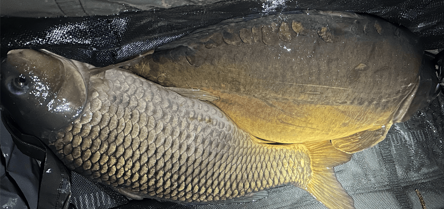 poisson au sec