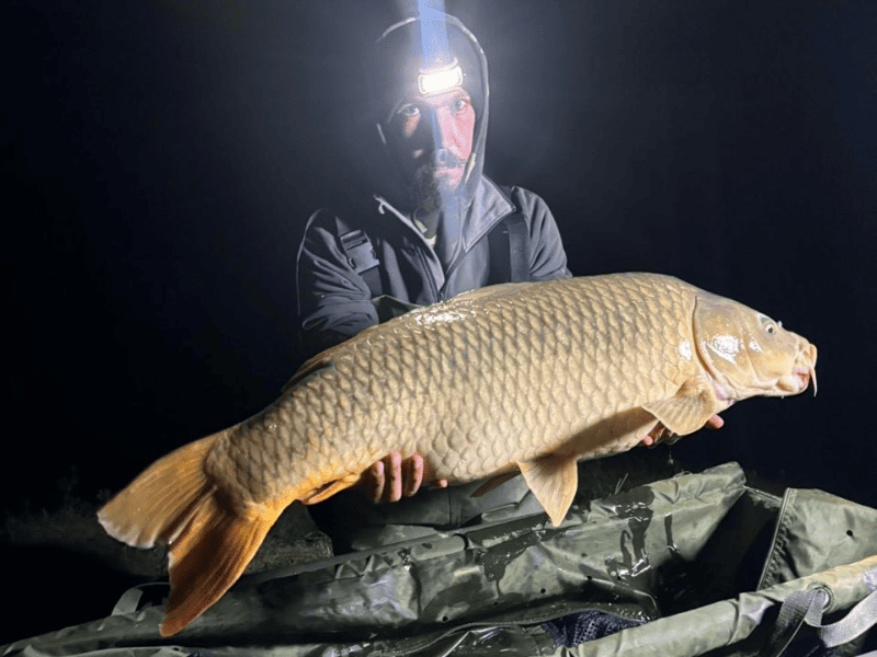 poisson carpe